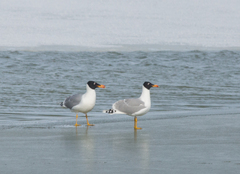 Ichthyaetus ichthyaetus