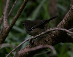 Sericornis frontalis