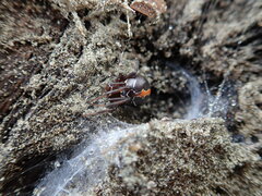 Latrodectus katipo
