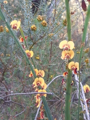 Bossiaea scolopendria
