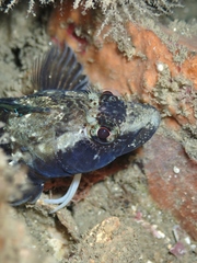 Ruanoho decemdigitatus