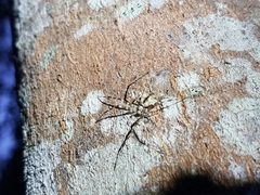 Tamopsis
