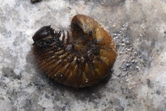 Trichogomphus mongol