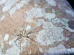 Tamopsis