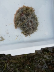 Dolabella auricularia