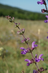 Salvia virgata