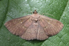 Sarobides inconclusa