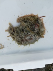 Dolabella auricularia