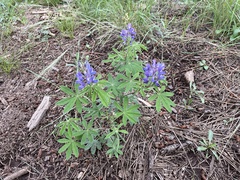 Lupinus argenteus