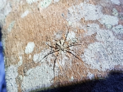 Tamopsis