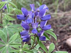 Lupinus argenteus