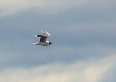 Hydrocoloeus minutus