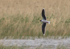 Hydrocoloeus minutus