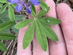 Lupinus argenteus