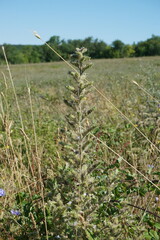 Echium italicum biebersteinii