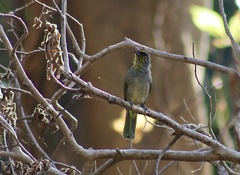 Pycnonotus finlaysoni