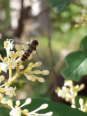 Melangyna viridiceps