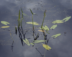 Sagittaria sagittifolia