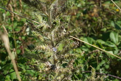 Echium italicum biebersteinii