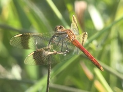 Sympetrum pedemontanum
