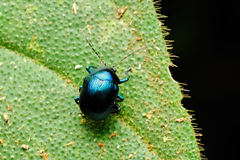 Platycorynus peregrinus