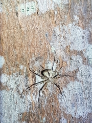 Tamopsis