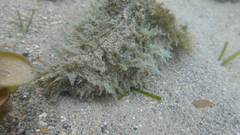 Dolabella auricularia