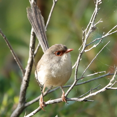 Malurus lamberti