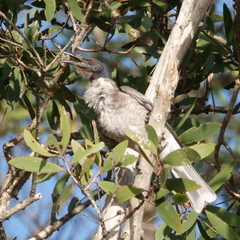 Philemon corniculatus