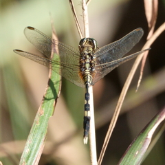 Orthetrum sabina