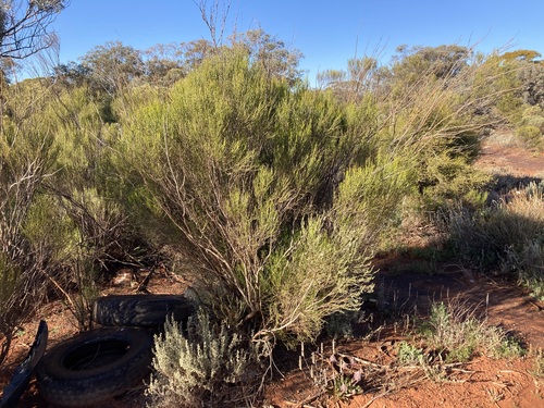 Image of Eremophila scoparia by (c) Thomas Mesaglio, some rights reserved (CC BY)