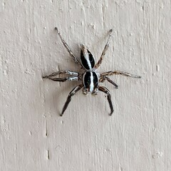 Plexippus paykulli