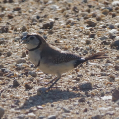 Stizoptera bichenovii