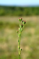 Bupleurum affine