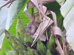 Rattus rattus