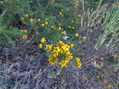 Phyllota phylicoides