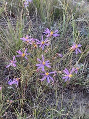Galatella angustissima