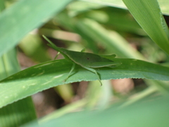 Atractomorpha sinensis