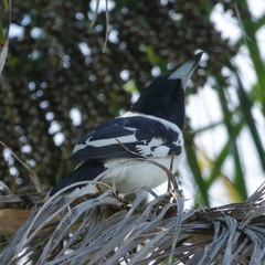 Cracticus nigrogularis