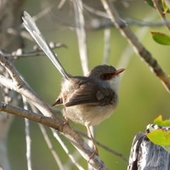 Malurus lamberti