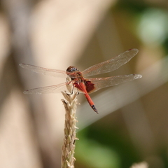 Tramea loewii