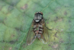 Platypeza fasciata