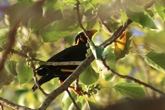 Gracula religiosa