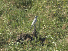 Coracina novaehollandiae