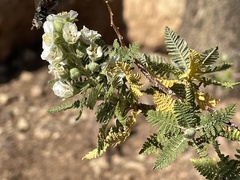 Chamaebatiaria millefolium