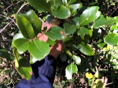 Denhamia bilocularis