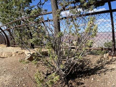 Chamaebatiaria millefolium