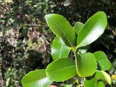 Denhamia bilocularis