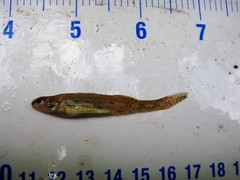 Etheostoma chlorosoma