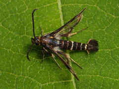 Chamaesphecia nigrifrons